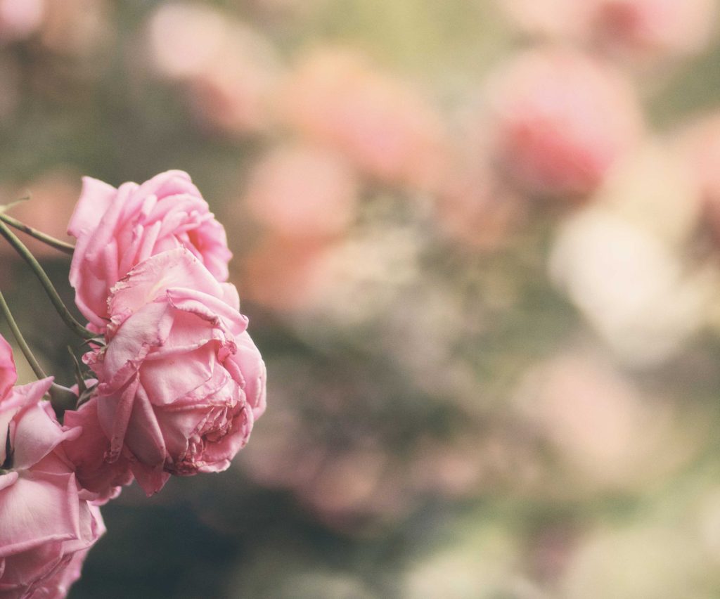rosa