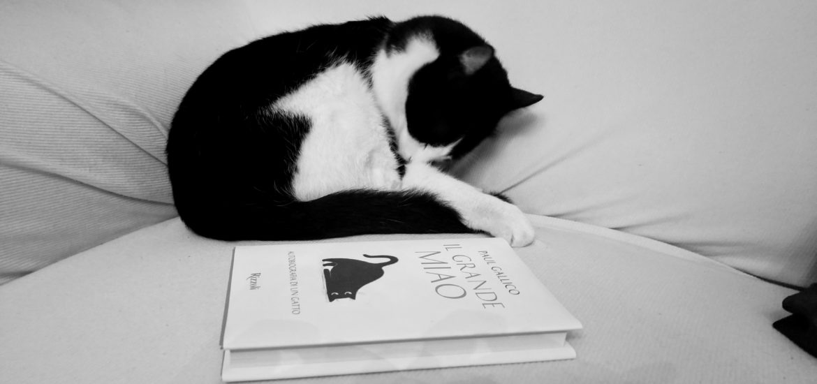 miao