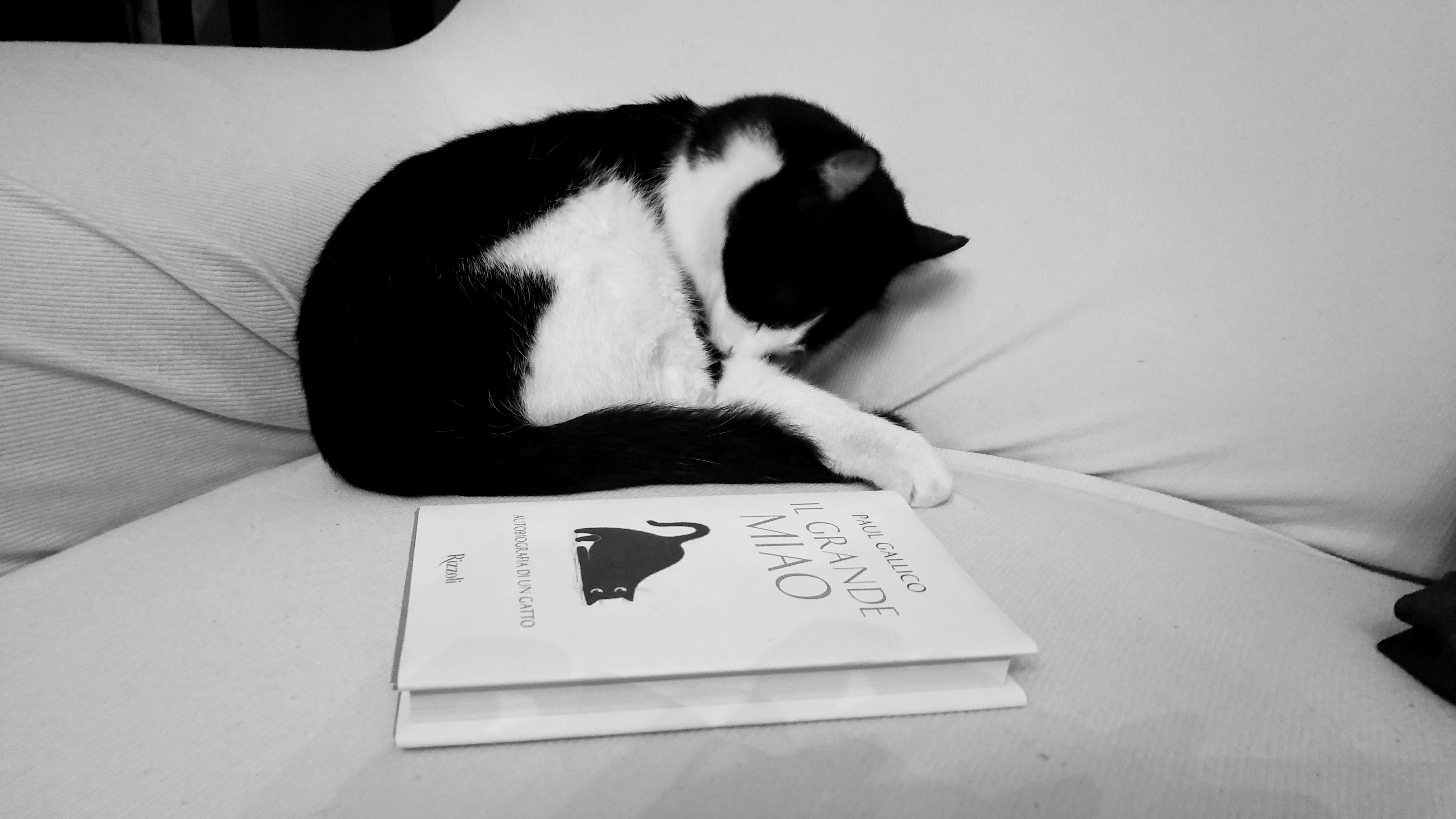 miao